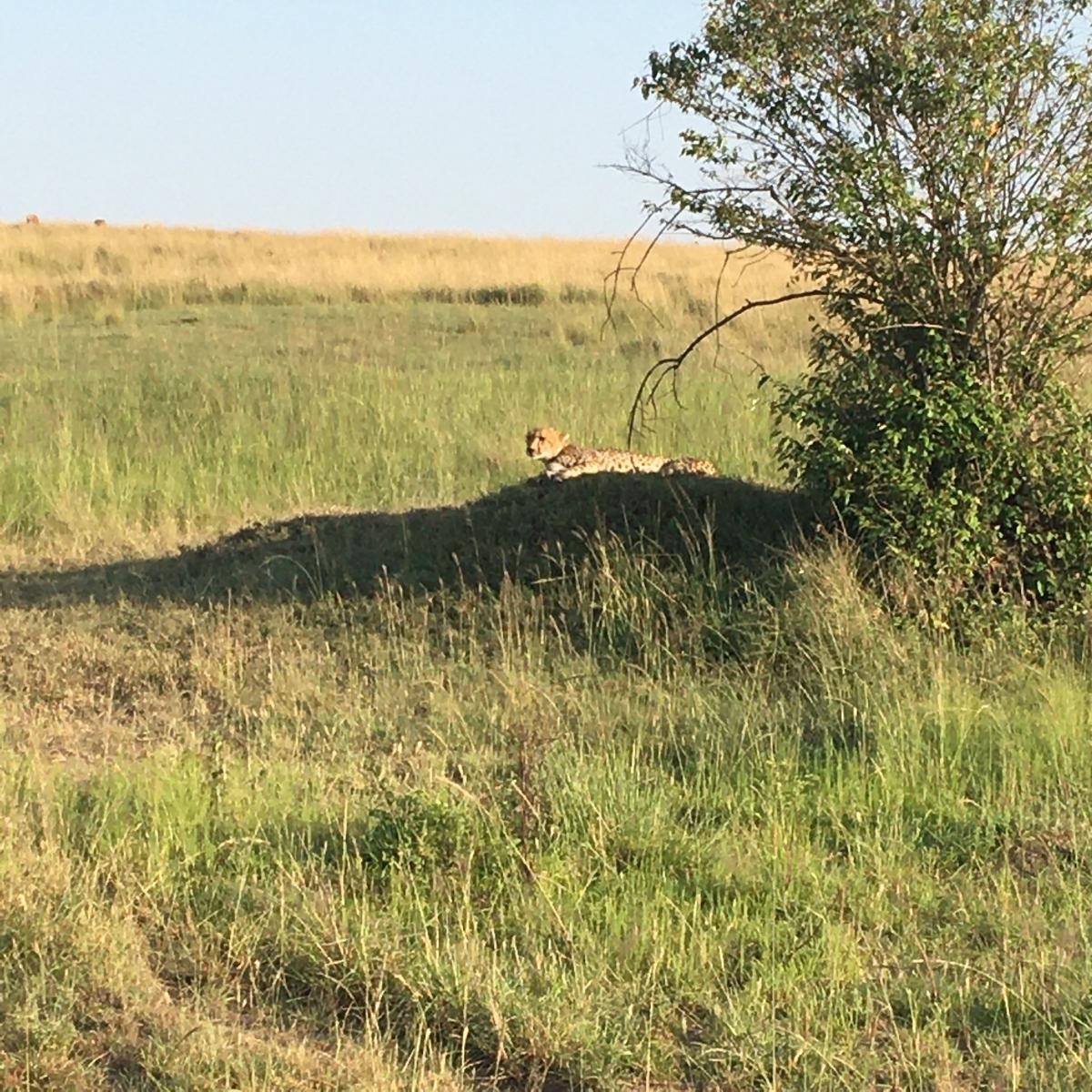 Cheetah