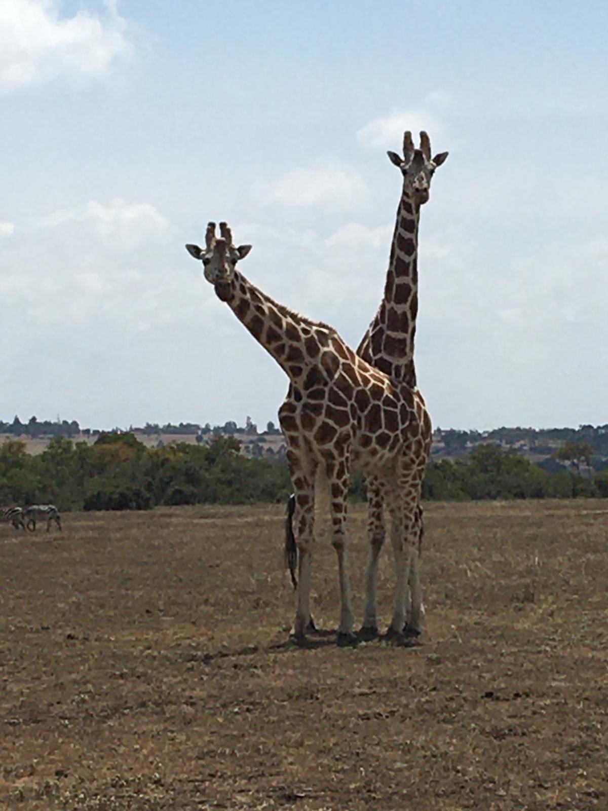 Giraffes